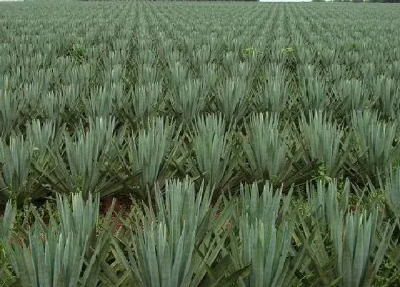 植物百科|剑麻长在什么地方