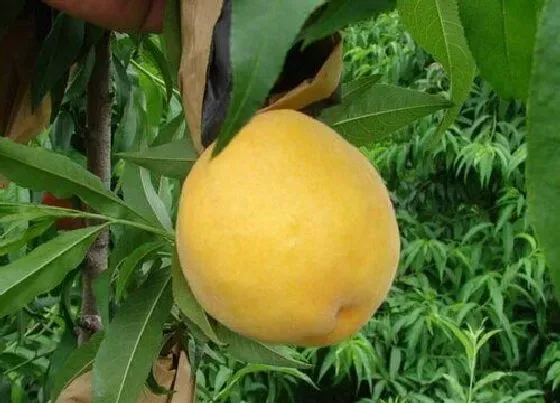 植物排行|冬桃哪个品种好
