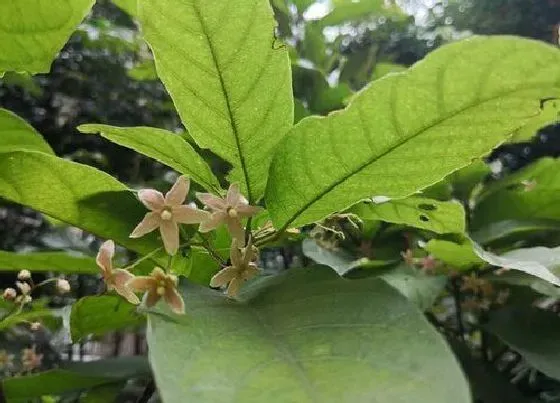 习性特点|菠萝蜜开花是什么样子 开花颜色与时间
