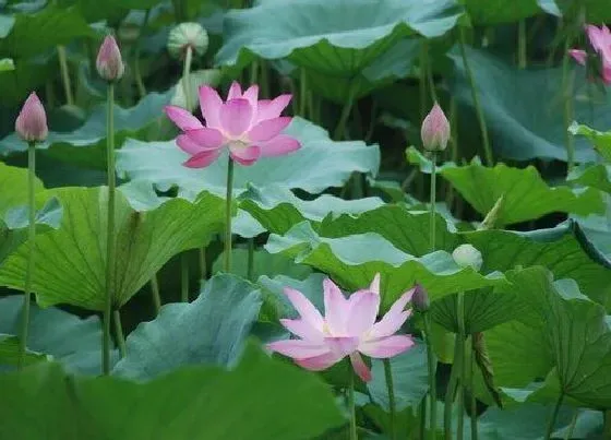 植物百科|荷花生长在什么地方