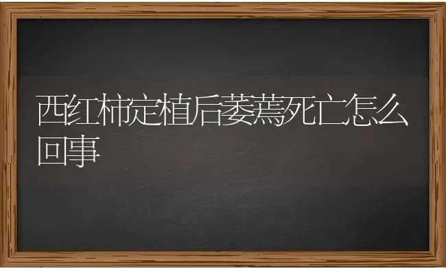 西红柿定植后萎蔫死亡怎么回事 | 蔬菜种植