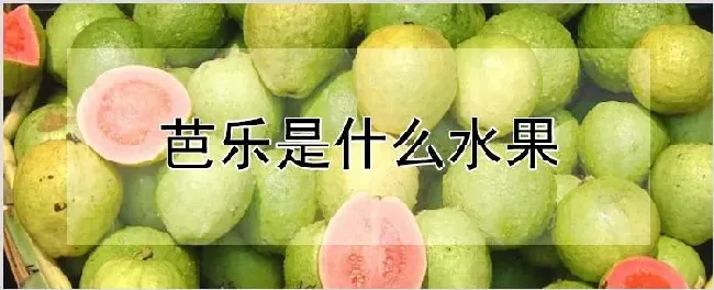 芭乐是什么水果 | 自然知识