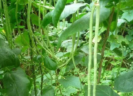 种植方法|缸豆种植时间和方法 种植技术与管理方法