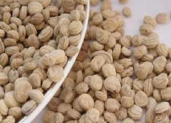 植物百科|人参有种子吗