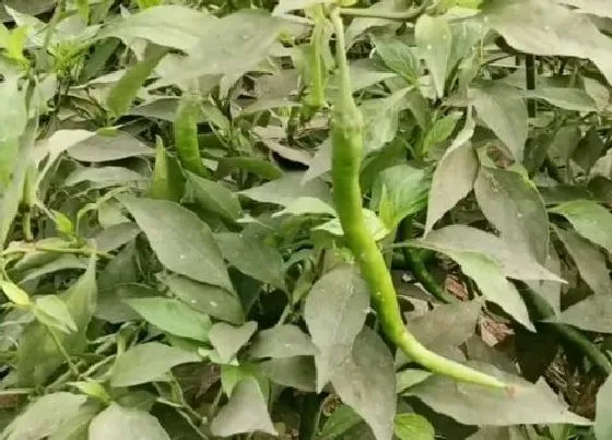 植物虫害|辣椒钻心虫防治方法 打什么药效果好