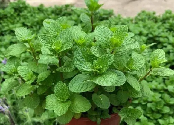 植物百科|薄荷可以淋雨吗