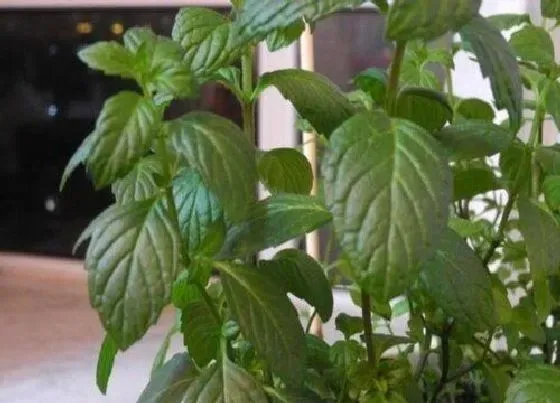 植物百科|薄荷有籽吗