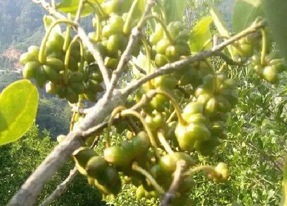 种植管理|八角的生长周期是多长时间