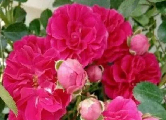 开花时间|红木香花一年开几次花