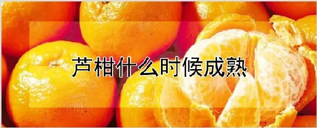 芦柑什么时候成熟 | 种植资料