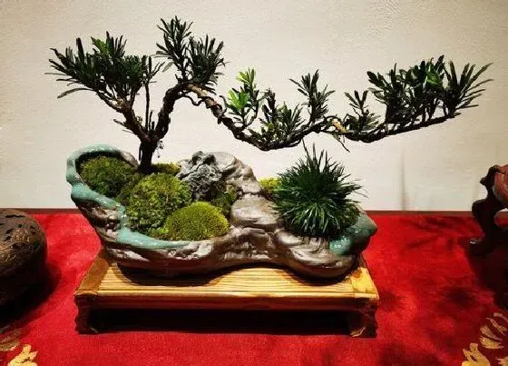 植物寓意|罗汉松的寓意和风水（罗汉松在风水上代表什么意思）