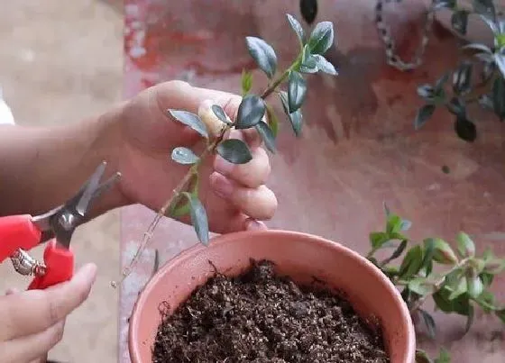 植物繁殖|吊兰扦插繁殖的方法和注意事项