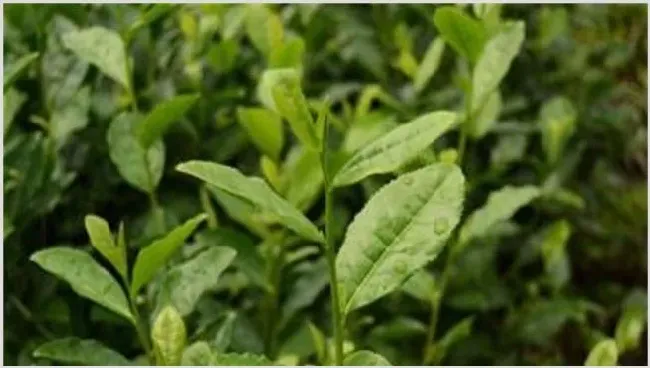 青黛怎么种 | 耕种资料