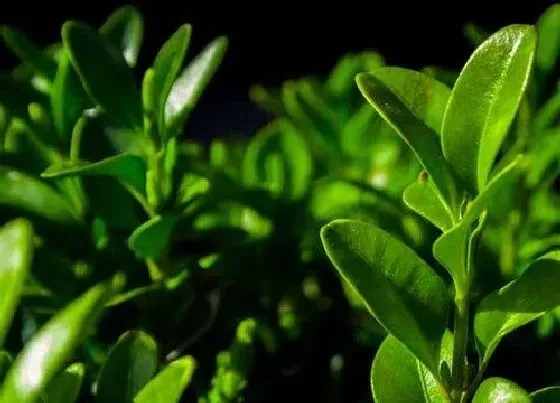 植物寓意|小叶女贞的风水寓意和摆放位置