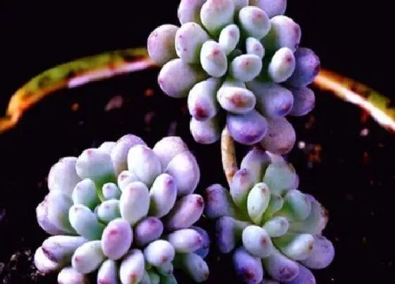 植物繁殖|蓝豆多肉怎么繁殖方法和注意事项