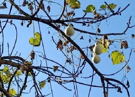 植物百科|葫芦是树吗 长什么样子（图片）