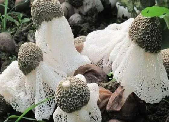 种植管理|竹荪的生长周期是多长时间