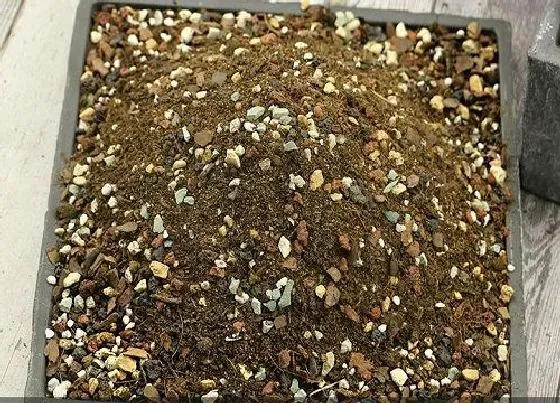 种植土壤|劳尔多肉怎么配土 土壤配制方法