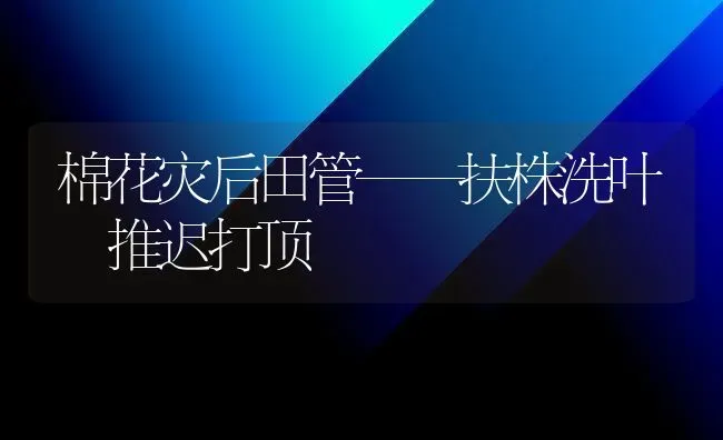 棉花灾后田管——扶株洗叶 推迟打顶 | 粮油作物种植