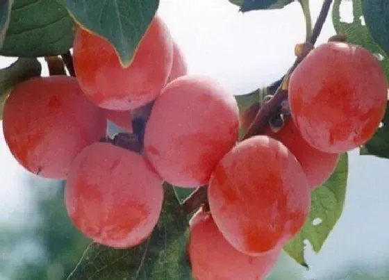 植物百科|柿子是什么形状