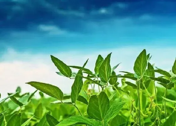 植物施肥|种豆用什么肥料最好