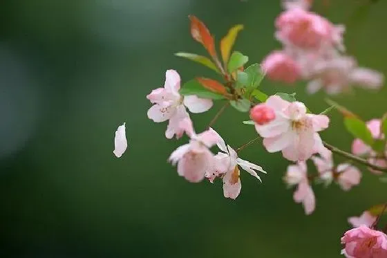 开花时间|海棠几月份开花