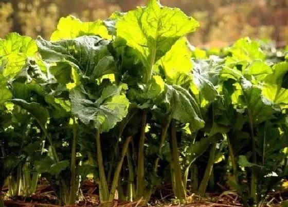 植物百科|芥末和辣根一样吗 有什么区别