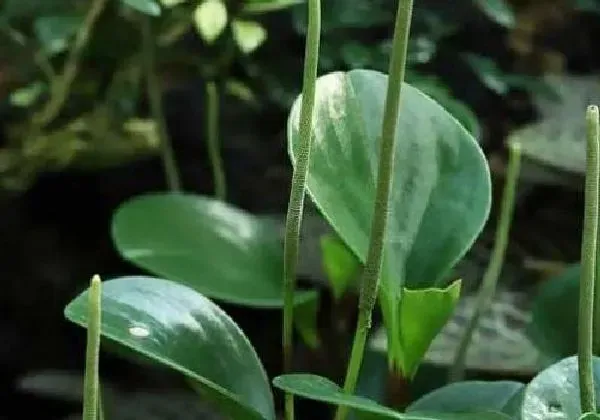 植物浇水|碧玉浇什么水好 长得旺盛