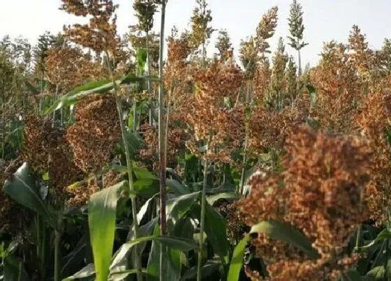 植物施肥|高粱什么时候追肥合适