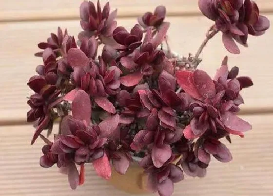 植物百科|植物徒长是什么意思 多肉植物徒长的原因和解决方法