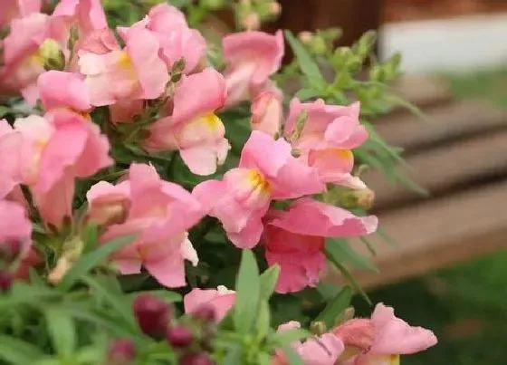 植物百科|金鱼草耐阴吗