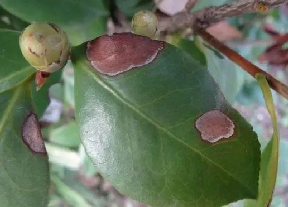 植物虫害|茶花病虫害防治方法 常见病虫害症状及预防