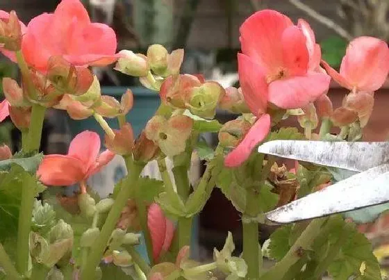 植物修剪|海棠花怎么剪枝 修剪技术与技巧图解