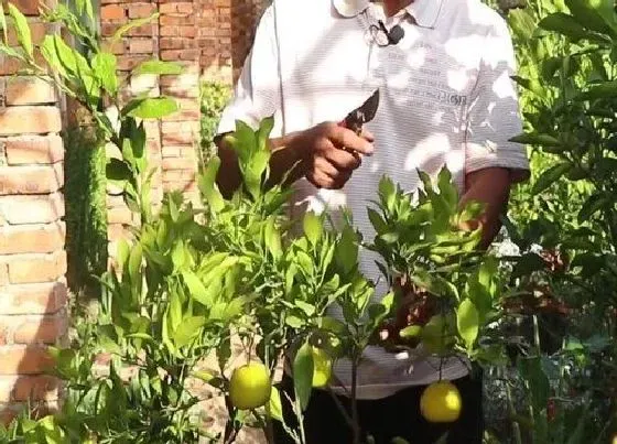 植物修剪|盆栽橘子怎么修剪方法