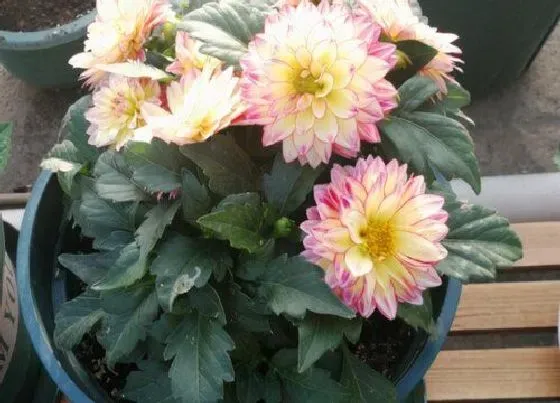 花卉百科|包头的市花是什么花 小丽花的象征寓意