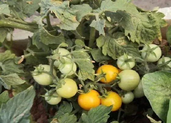 果实成熟|圣女果采摘时间和收获季节