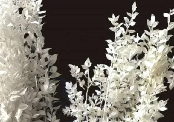 植物百科|银杉是什么植物类别 属于什么科植物