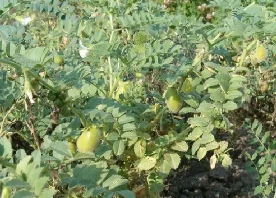 种植管理|鹰嘴豆几月份种植合适