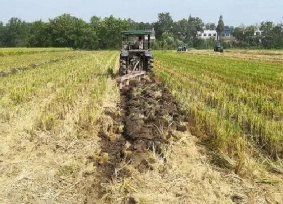 植物播种|湖北中稻什么时候播种合适