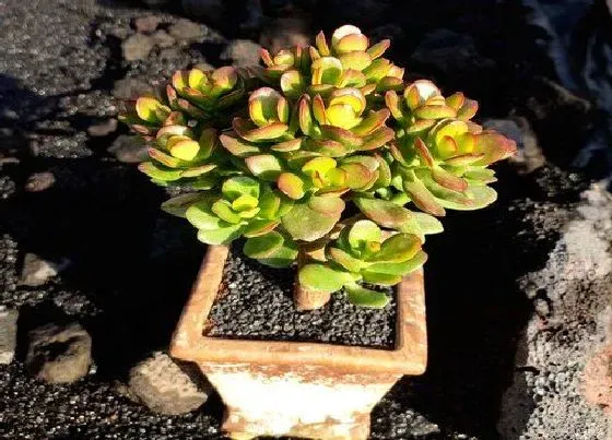 植物毒性|玉树盆栽有毒吗 可以放在室内养吗
