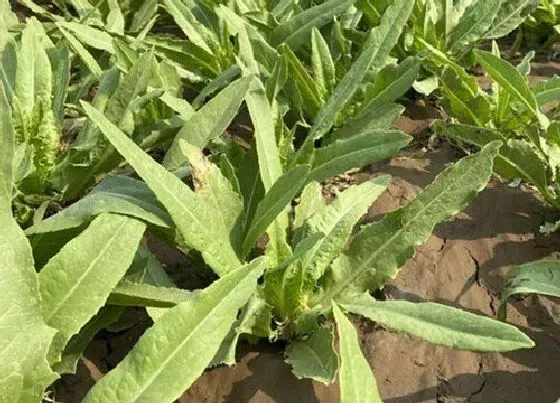 种植方法|油麦菜的种植方法和时间