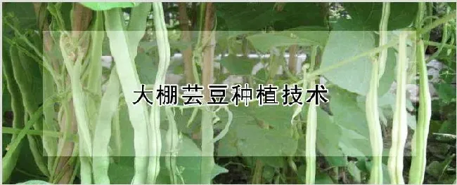 大棚芸豆种植技术 | 耕种资料