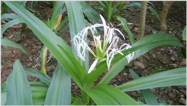 文殊兰怎么繁殖 | 种植资料