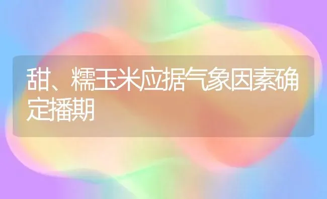 甜、糯玉米应据气象因素确定播期 | 粮油作物种植