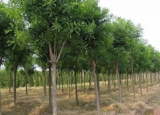 不开花|槐树不开花怎么回事 不开花是原因及处理方法