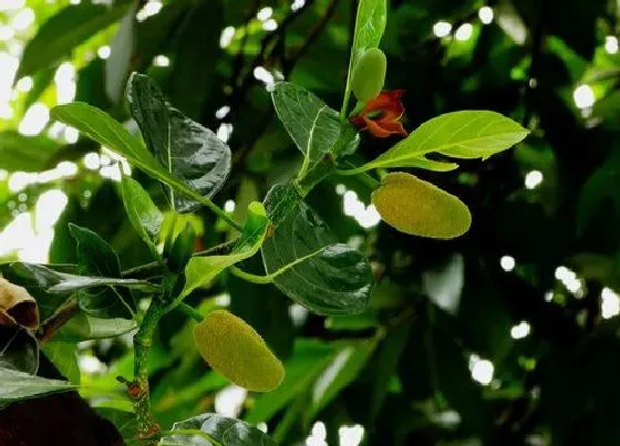 习性特点|菠萝蜜开花是什么样子 开花颜色与时间