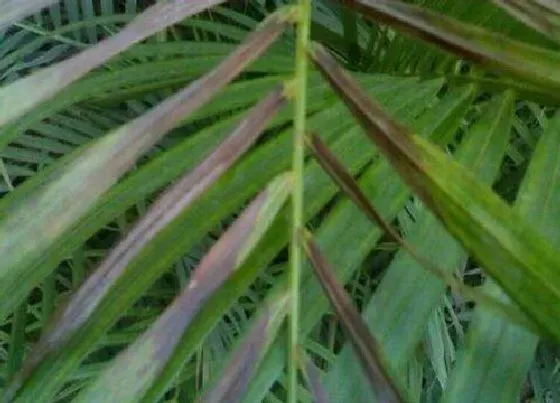 植物病害|苏铁炭疽病的发病原因及治疗方法