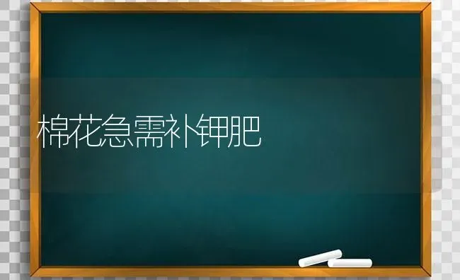 棉花急需补钾肥 | 粮油作物种植