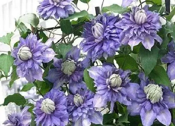 植物种类|铁线莲哪个品种好养花期又长（推荐易开花且花量大品种）