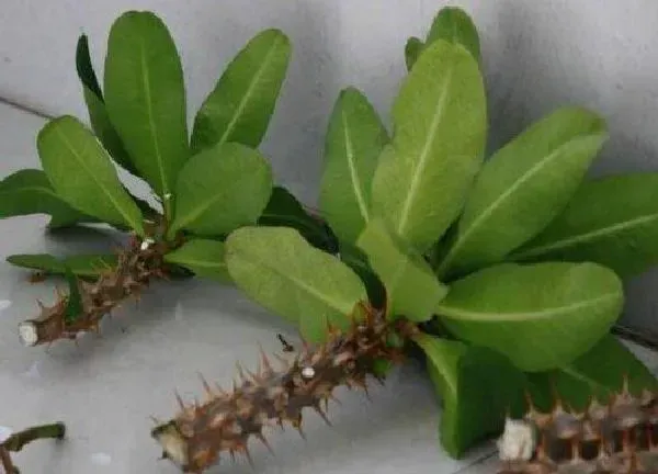植物扦插|虎刺梅扦插时间和方法